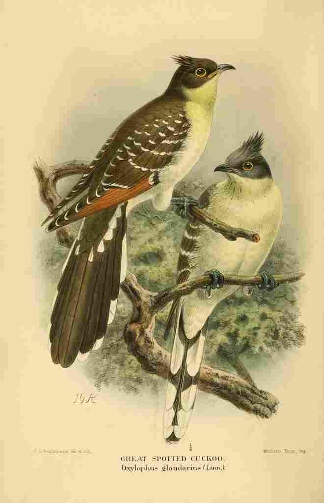Keulemans John G 1842 1912 1885 Cuckoo Great Spotted A4 Photo Print