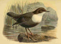 Keulemans John G 1842 1912 1885 Dipper Black bellied A4 Photo Print