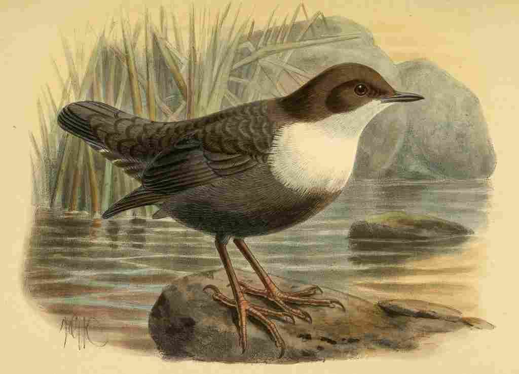 Keulemans John G 1842 1912 1885 Dipper Black bellied A4 Photo Print