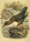 Keulemans John G 1842 1912 1885 Dipper A4 Photo Print