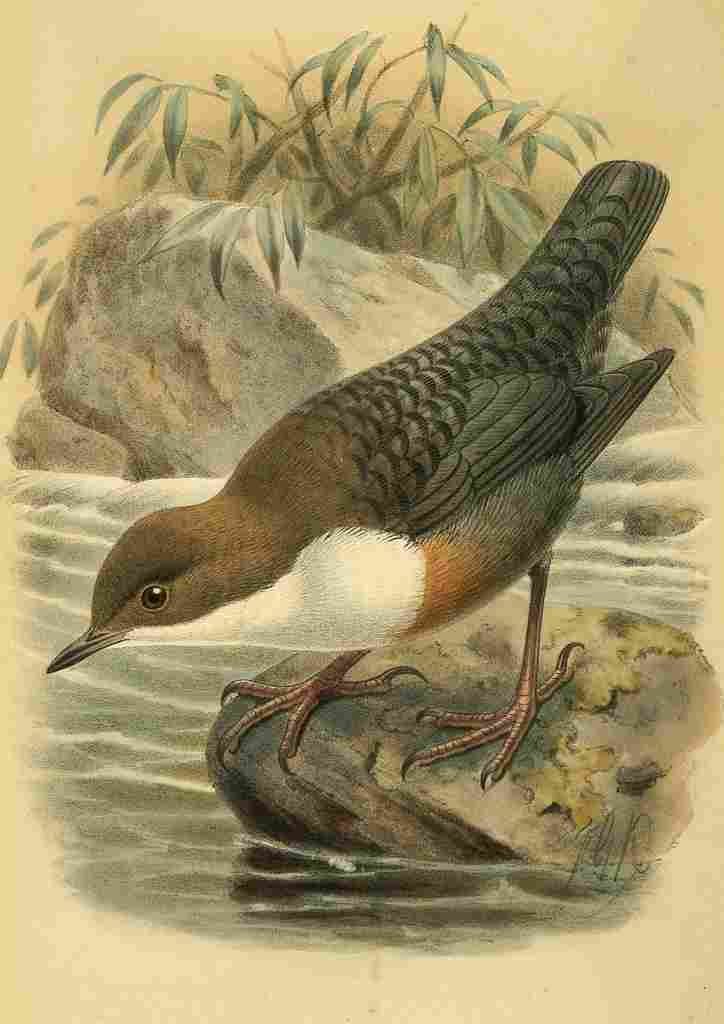 Keulemans John G 1842 1912 1885 Dipper A4 Photo Print