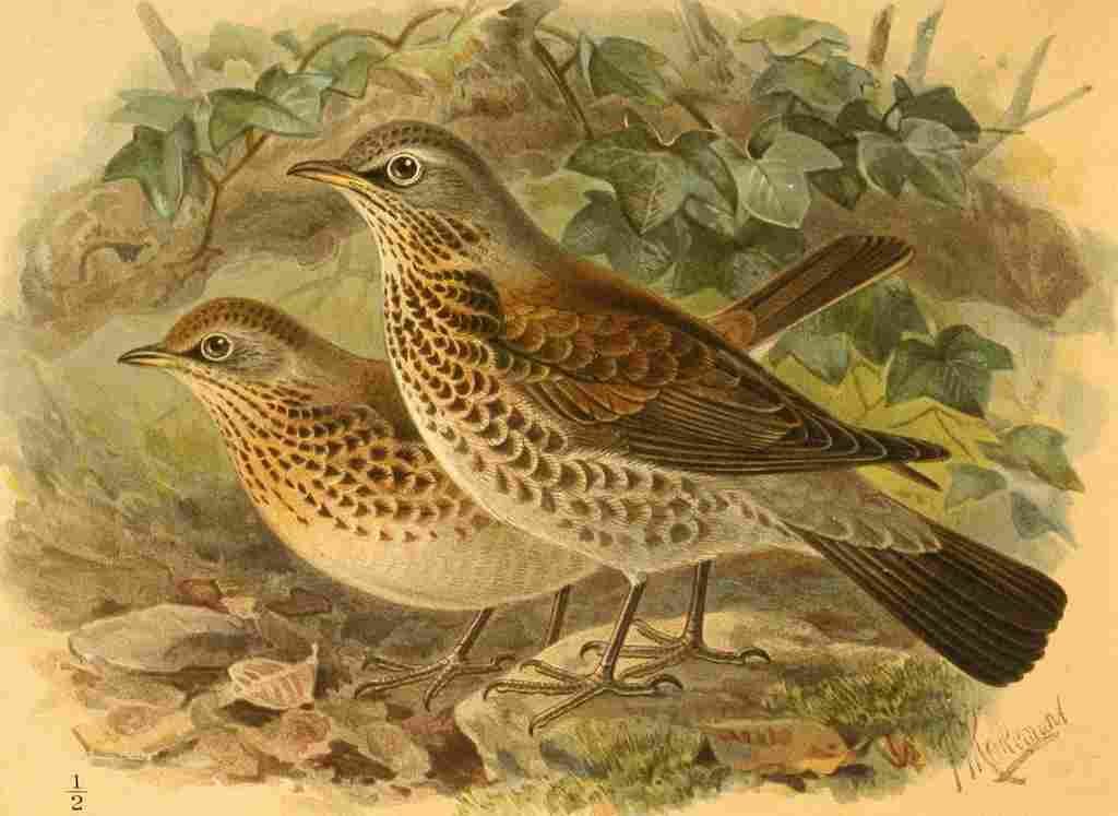 Keulemans John G 1842 1912 1885 Fieldfare A4 Photo Print