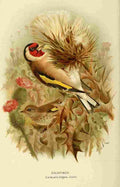 Keulemans John G 1842 1912 1885 Finch Gold A4 Photo Print