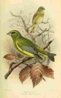 Keulemans John G 1842 1912 1885 Finch Green A4 Photo Print