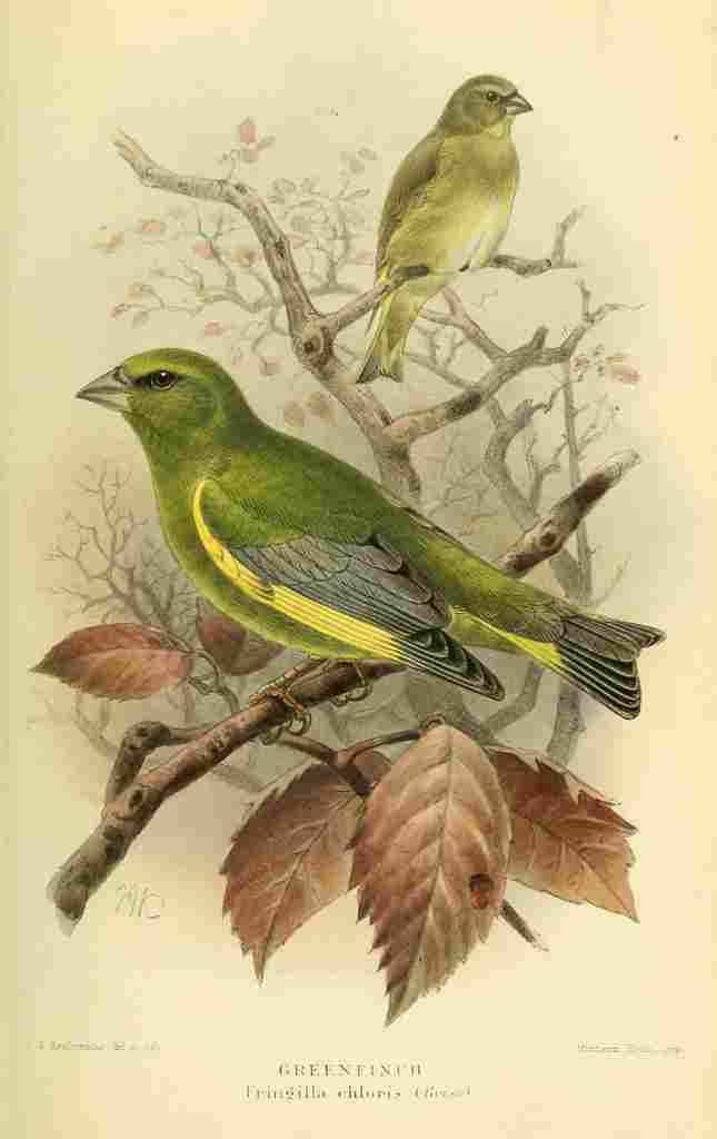 Keulemans John G 1842 1912 1885 Finch Green A4 Photo Print