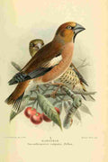 Keulemans John G 1842 1912 1885 Finch Haw A4 Photo Print