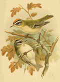 Keulemans John G 1842 1912 1885 Firecrest A4 Photo Print