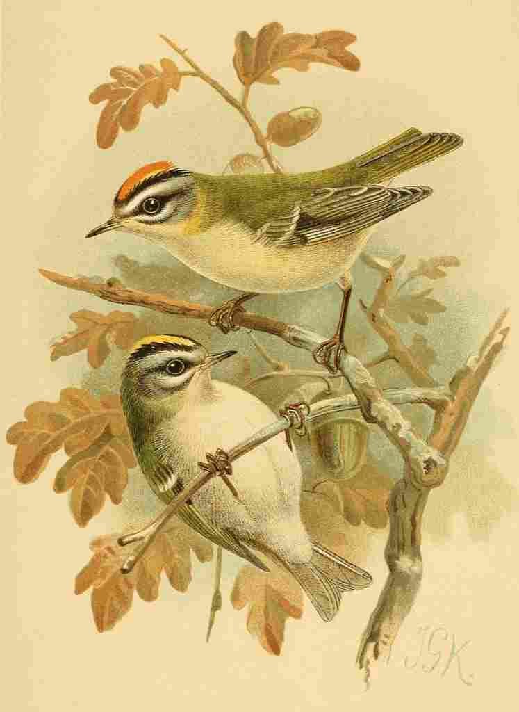 Keulemans John G 1842 1912 1885 Firecrest A4 Photo Print