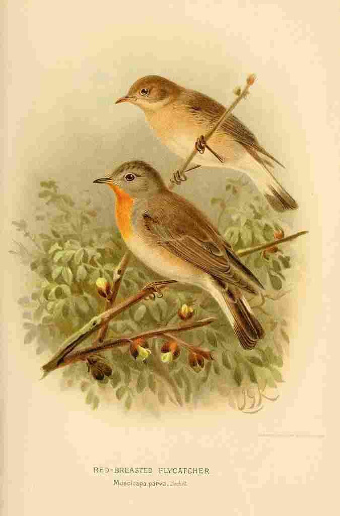 Keulemans John G 1842 1912 1885 Fly catcher Red breasted A4 Photo Print