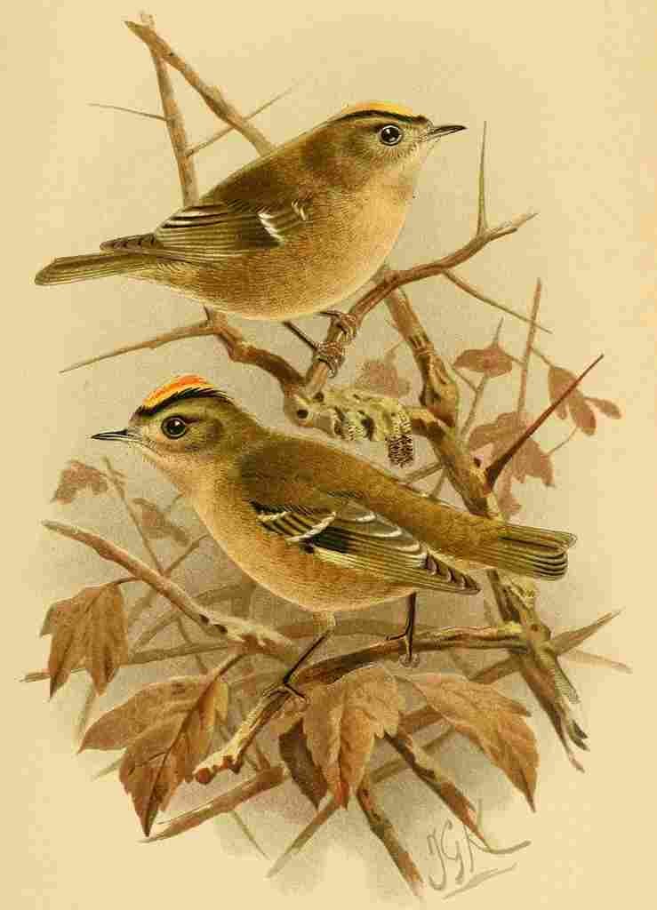 Keulemans John G 1842 1912 1885 Goldcrest A4 Photo Print