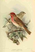 Keulemans John G 1842 1912 1885 Grosbeak Scarlet A4 Photo Print