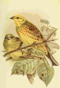 Keulemans John G 1842 1912 1885 Hammer Yellow A4 Photo Print