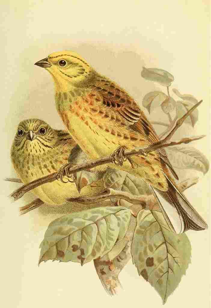 Keulemans John G 1842 1912 1885 Hammer Yellow A4 Photo Print