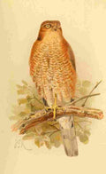 Keulemans John G 1842 1912 1885 Hawk Sparrow 1 A4 Photo Print