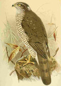 Keulemans John G 1842 1912 1885 Hawk Sparrow 2 A4 Photo Print