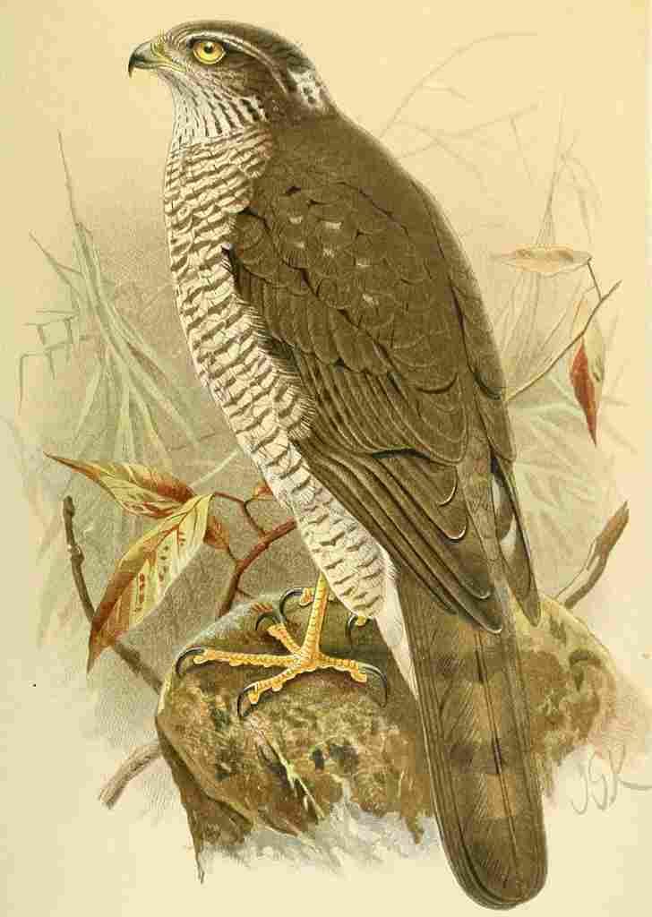 Keulemans John G 1842 1912 1885 Hawk Sparrow 2 A4 Photo Print