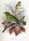 Keulemans John G 1842 1912 Birds of the British Islands 1885 Finch Green A4 Photo Print