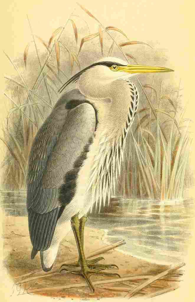 Keulemans John G 1885 Heron Common A4 Photo Print
