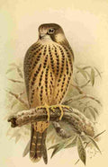 Keulemans John G 1885 Hobby Immature A4 Photo Print