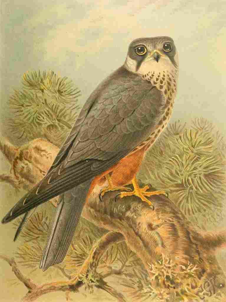 Keulemans John G 1885 Hobby A4 Photo Print