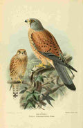 Keulemans John G 1885 Kestrel A4 Photo Print