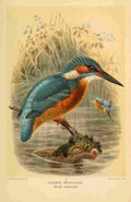 Keulemans John G 1885 Kingfisher Common A4 Photo Print