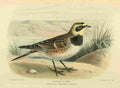Keulemans John G 1885 Lark Shore A4 Photo Print