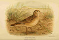 Keulemans John G 1885 Lark Short toed A4 Photo Print