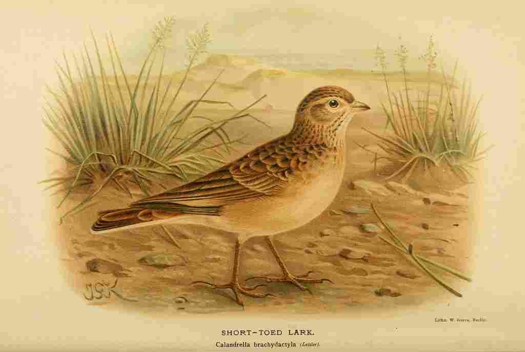Keulemans John G 1885 Lark Short toed A4 Photo Print