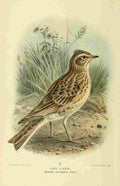 Keulemans John G 1885 Lark Sky A4 Photo Print