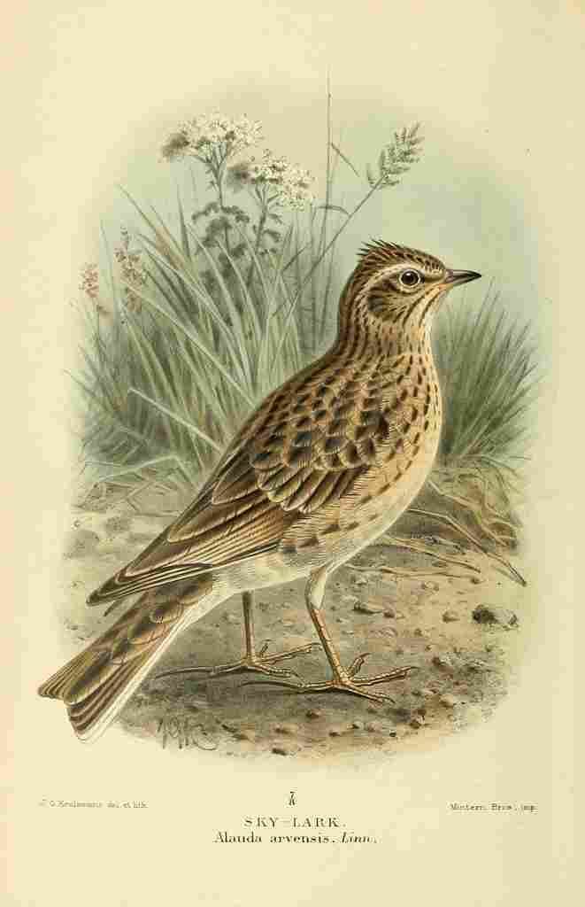 Keulemans John G 1885 Lark Sky A4 Photo Print
