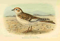 Keulemans John G 1885 Lark White winged A4 Photo Print