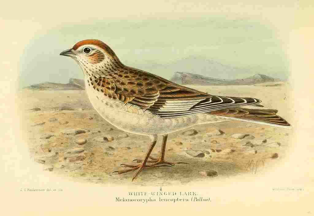 Keulemans John G 1885 Lark White winged A4 Photo Print
