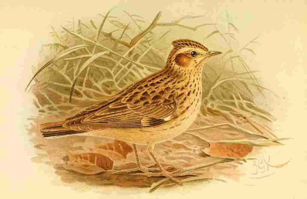 Keulemans John G 1885 Lark Wood A4 Photo Print