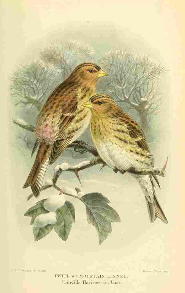 Keulemans John G 1885 Linnet Mountain A4 Photo Print