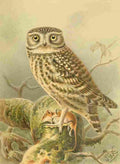 Keulemans John G 1885 Little Owl A4 Photo Print