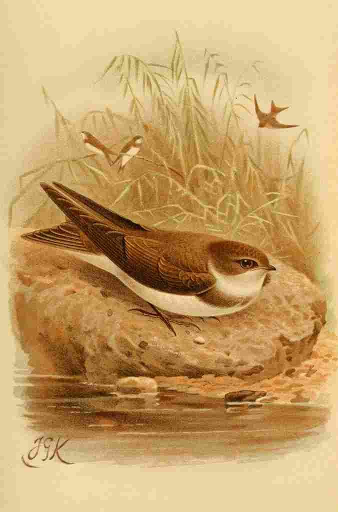 Keulemans John G 1885 Martin Sand A4 Photo Print