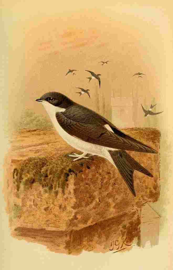 Keulemans John G 1885 Martin A4 Photo Print