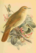 Keulemans John G 1885 Nightingale A4 Photo Print