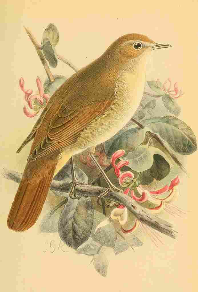 Keulemans John G 1885 Nightingale A4 Photo Print