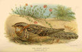Keulemans John G 1885 Nightjar Red necked A4 Photo Print