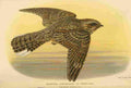 Keulemans John G 1885 Nightjar A4 Photo Print