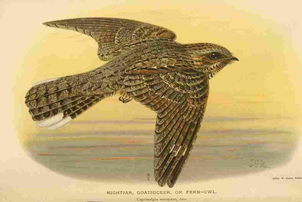Keulemans John G 1885 Nightjar A4 Photo Print