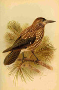 Keulemans John G 1885 Nutcracker A4 Photo Print