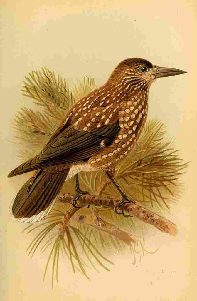 Keulemans John G 1885 Nutcracker A4 Photo Print