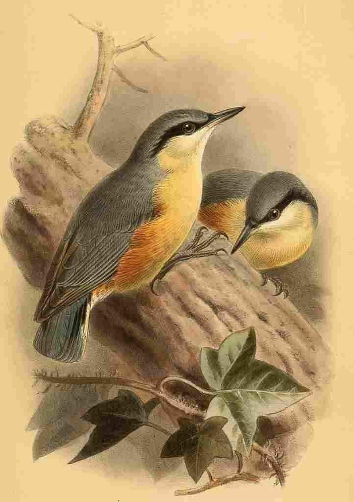 Keulemans John G 1885 Nuthatch A4 Photo Print