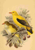 Keulemans John G 1885 Oriole Golden A4 Photo Print
