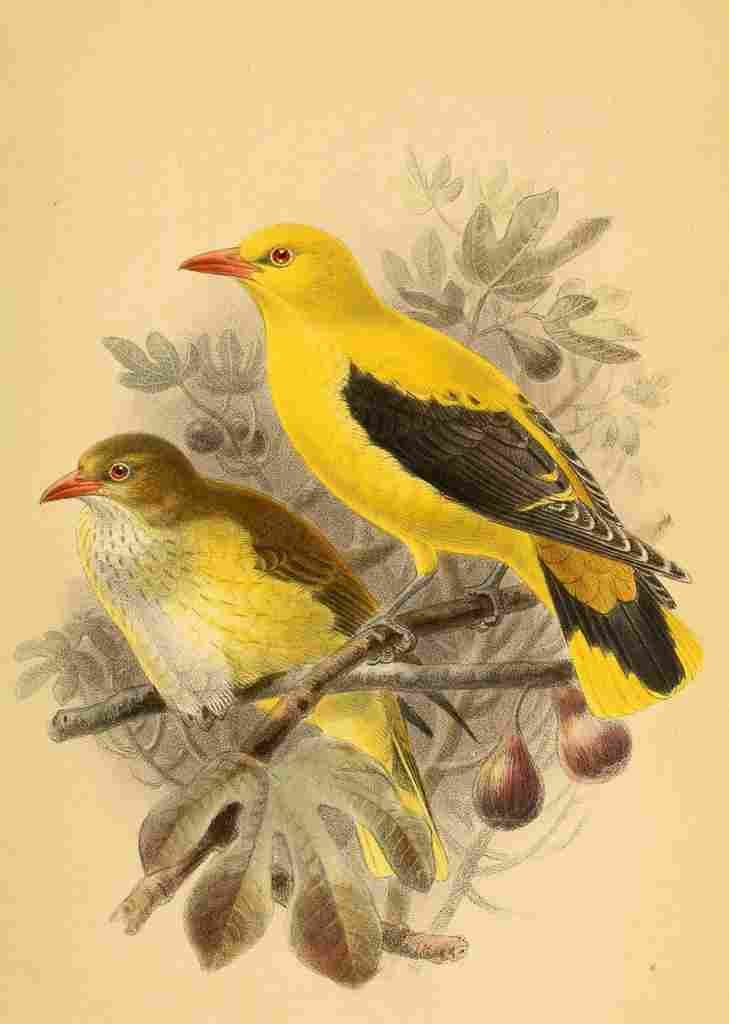 Keulemans John G 1885 Oriole Golden A4 Photo Print