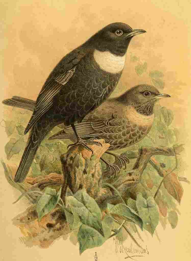 Keulemans John G 1885 Ouzel Ring A4 Photo Print