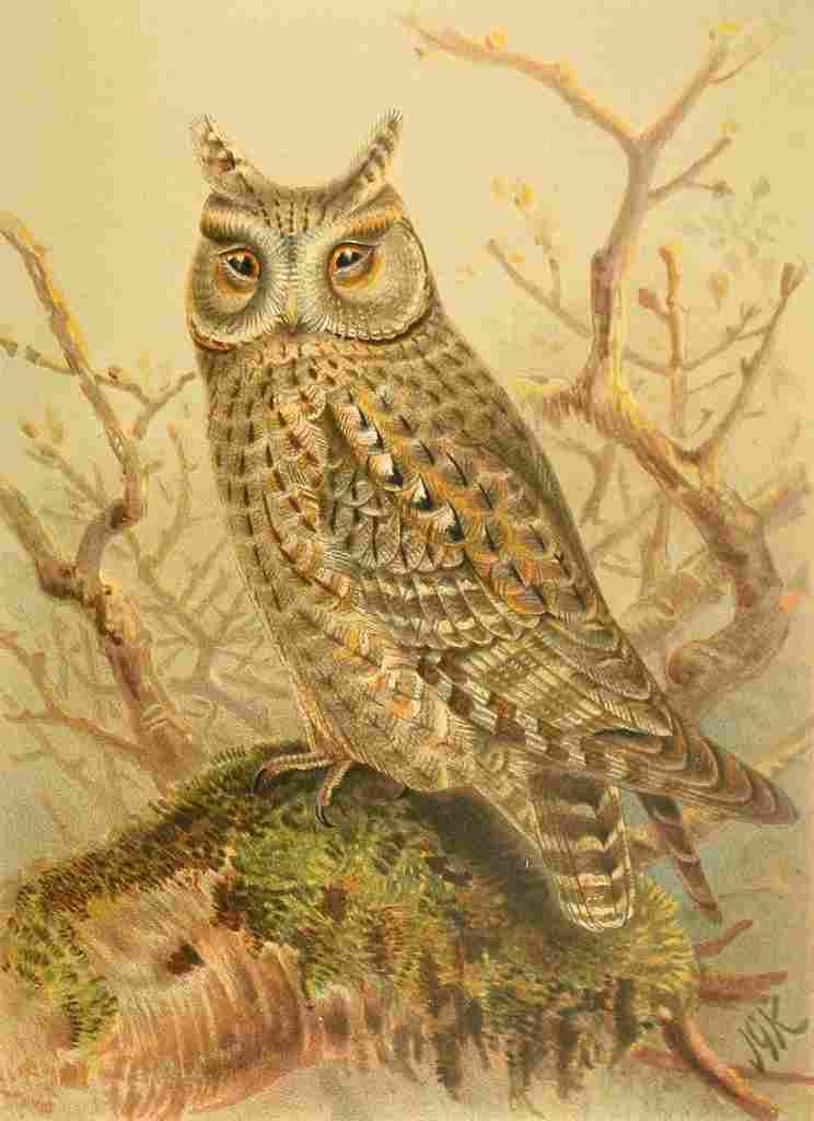 Keulemans John G 1885 Owl Scops A4 Photo Print